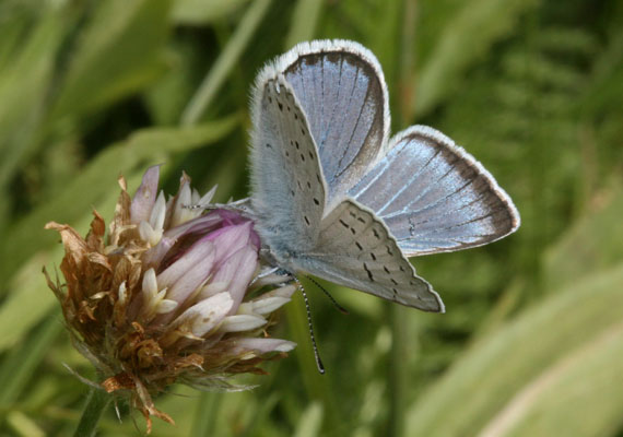 Plebejus saepiolus littoralis - The Greenish Blue