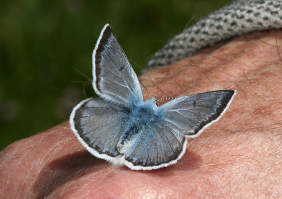 Plebejus saepiolus littoralis - The Greenish Blue