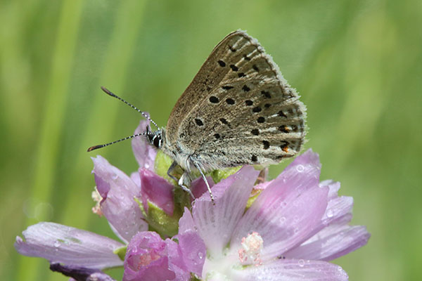 Plebejus saepiolus rufescens - The Greenish Blue