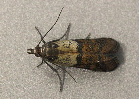 Plodia interpunctella - The Indian Meal Moth