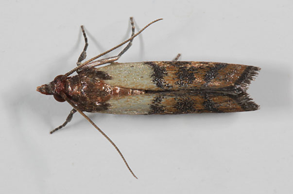 Plodia interpunctella - The Indian Meal Moth