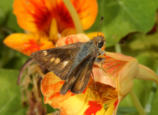 Poanes melane melane - The Umber Skipper