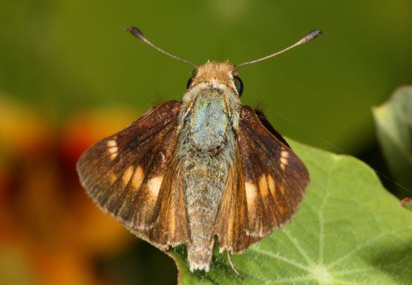 Poanes melane melane - The Umber Skipper