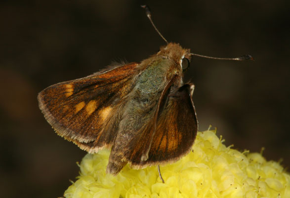 Poanes melane melane - The Umber Skipper