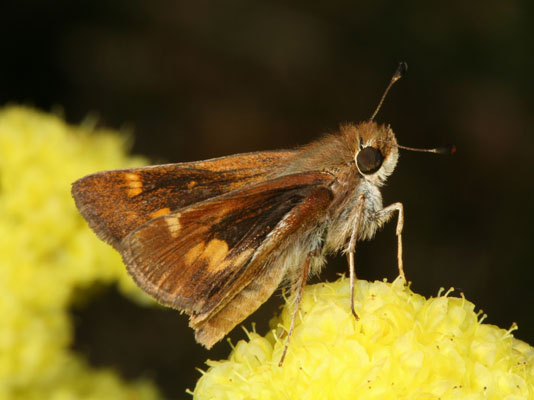 Poanes melane melane - The Umber Skipper