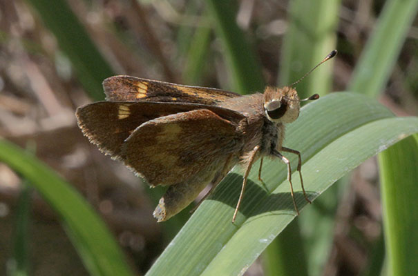 Poanes melane melane - The Umber Skipper