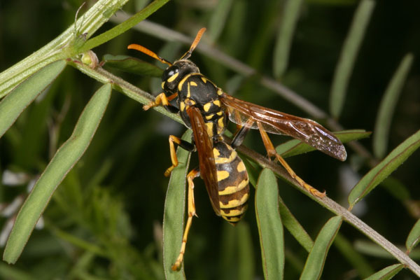 Polistes_dominula - The European Paper Wasp