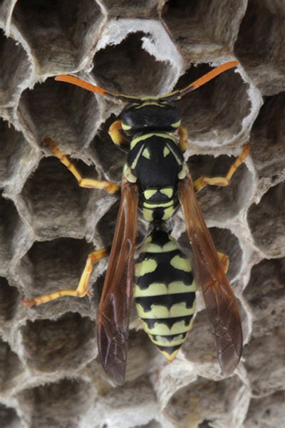 Polistes_dominula - The European Paper Wasp