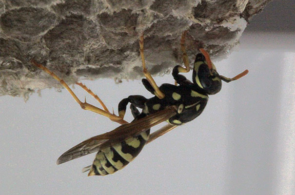 Polistes_dominula - The European Paper Wasp