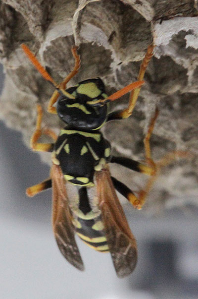 Polistes_dominula - The European Paper Wasp