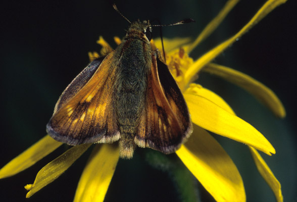 Polites sonora sonora - The Sonora Skipper