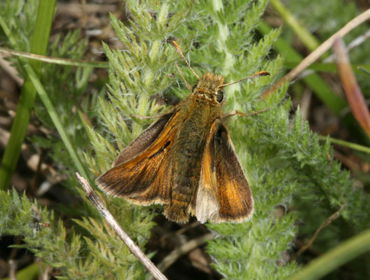 Polites mardon klamathensis - The Mardon Skipper