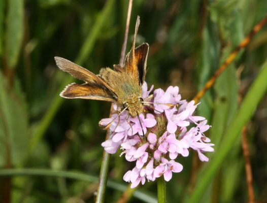 Polites mardon klamathensis - The Mardon Skipper