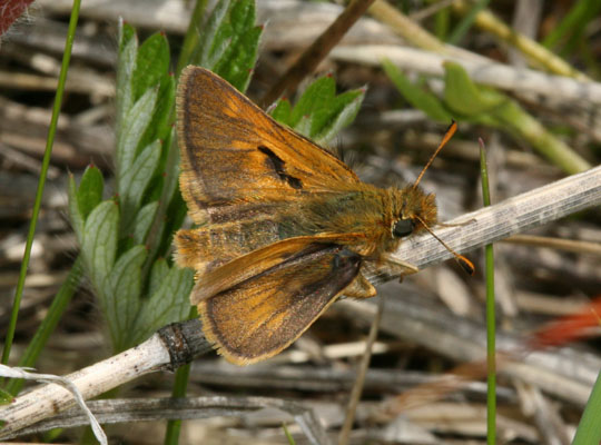 Polites mardon klamathensis - The Mardon Skipper