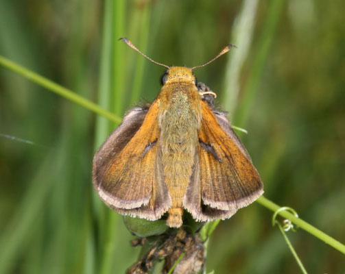 Polites sonora siris - The Sonora Skipper