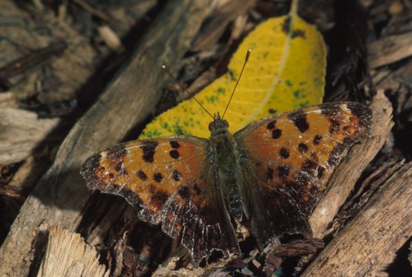 Polygonia comma - The Comma