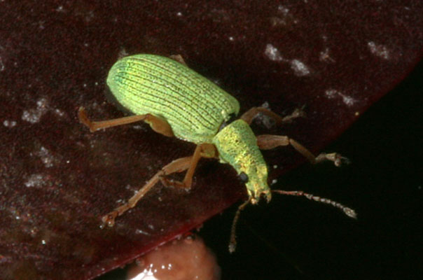 Polydrusus impressifrons - The Pale Green Weevil