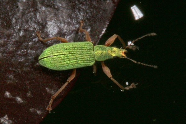 Polydrusus impressifrons - The Pale Green Weevil