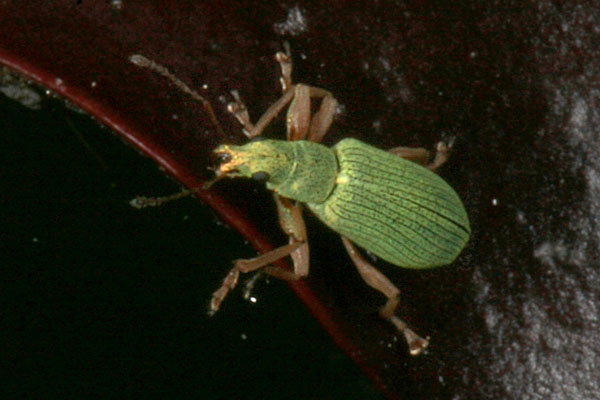 Polydrusus impressifrons - The Pale Green Weevil