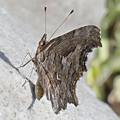 Polygonia gracilis - The Hoary Comma