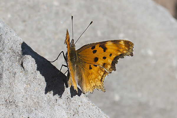 Polygonia gracilis - The Hoary Comma