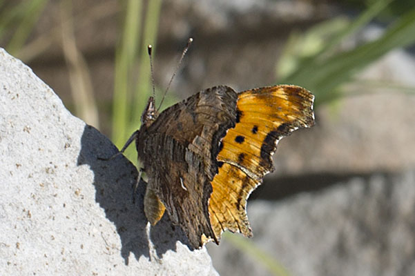 Polygonia gracilis - The Hoary Comma