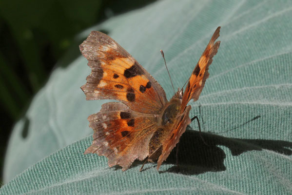 Polygonia oreas silenus - The Oreas Anglewing