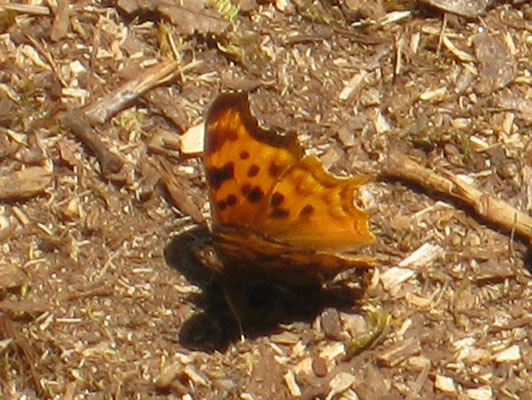 Polygonia satyrus neomarsyas - The Satyr Comma