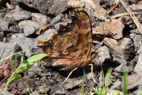 Polygonia satyrus neomarsyas - The Satyr Comma