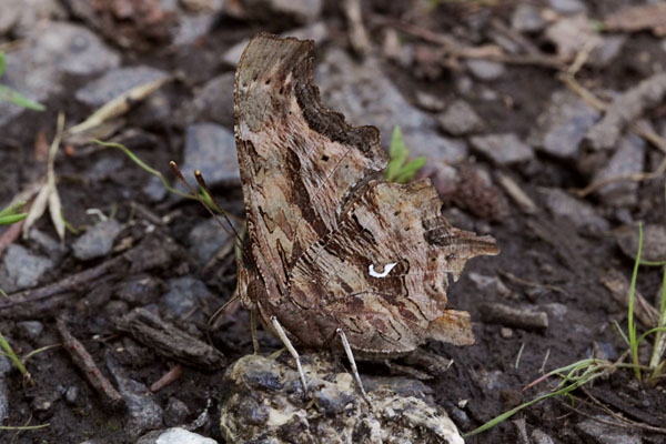 Polygonia satyrus neomarsyas - The Satyr Comma