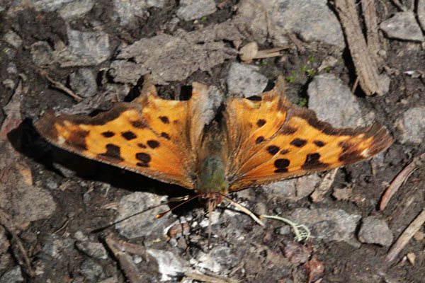 Polygonia satyrus neomarsyas - The Satyr Comma