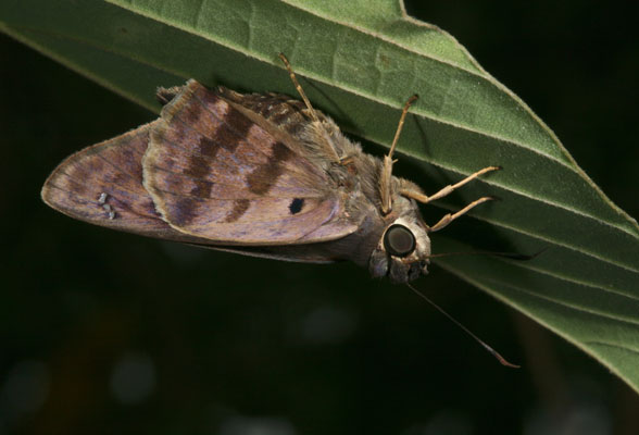 Polygonus l. leo - The Hammock Skipper