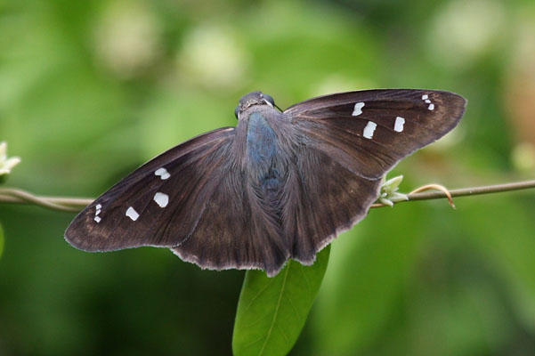 Polygonus l. leo - The Hammock Skipper