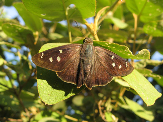 Polygonus l. leo - The Hammock Skipper