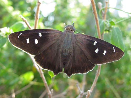 Polygonus l. leo - The Hammock Skipper