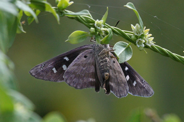 Polygonus l. leo - The Hammock Skipper