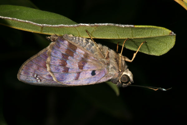 Polygonus l. leo - The Hammock Skipper