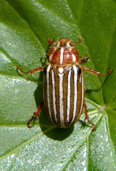 Polyphylla decemlineata - The Ten-lined June Beetle