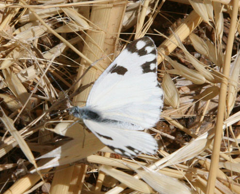 Pontia helice helice - The Meadow White