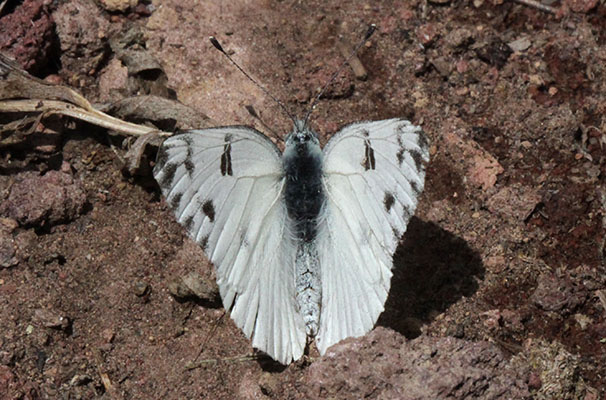Pontia occidentalis - The Western White