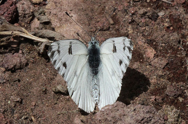 Pontia occidentalis - The Western White