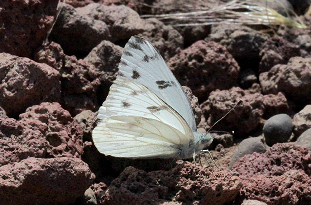 Pontia occidentalis - The Western White