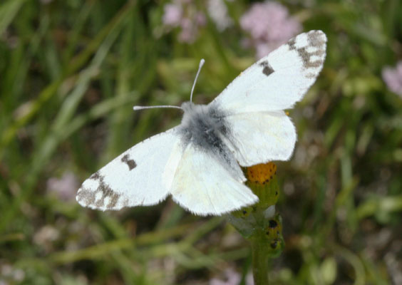 Pontia occidentalis - The Western White