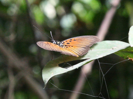 Pseudacraea eurytus - The Common False Acraea