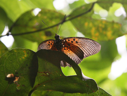 Pseudacraea eurytus - The Common False Acraea