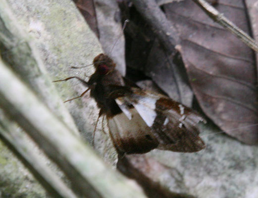 Pteroteinon caenira - The White-banded Red-eye