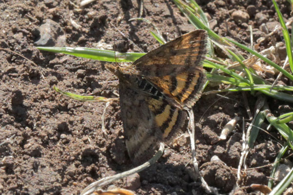 Pyrausta subsequalis