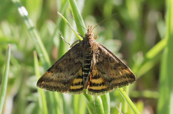 Pyrausta subsequalis