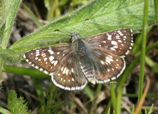 Pyrgus communis - The Common Checkered Skipper