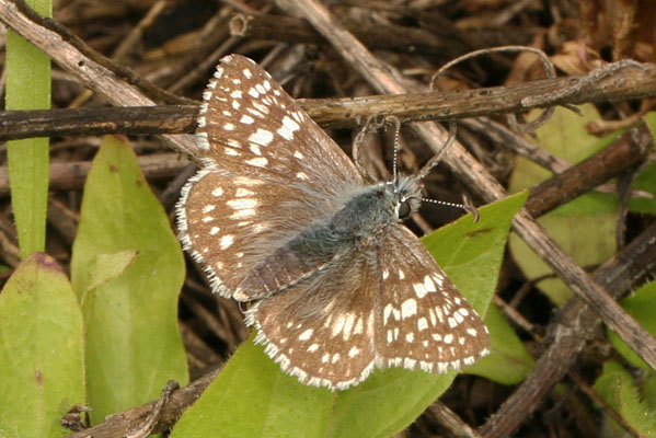 Pyrgus communis - The Common Checkered Skipper